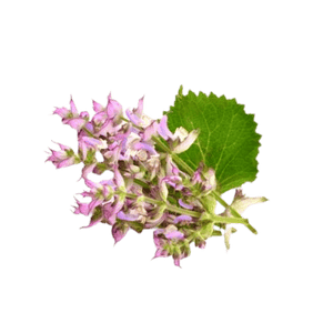 Clary Sage