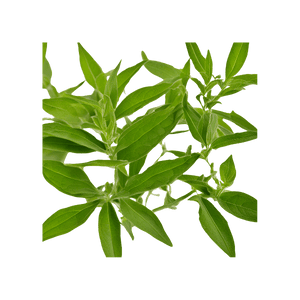 Lemon Verbena