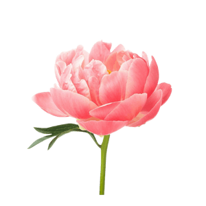 Peony