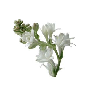 Tuberose