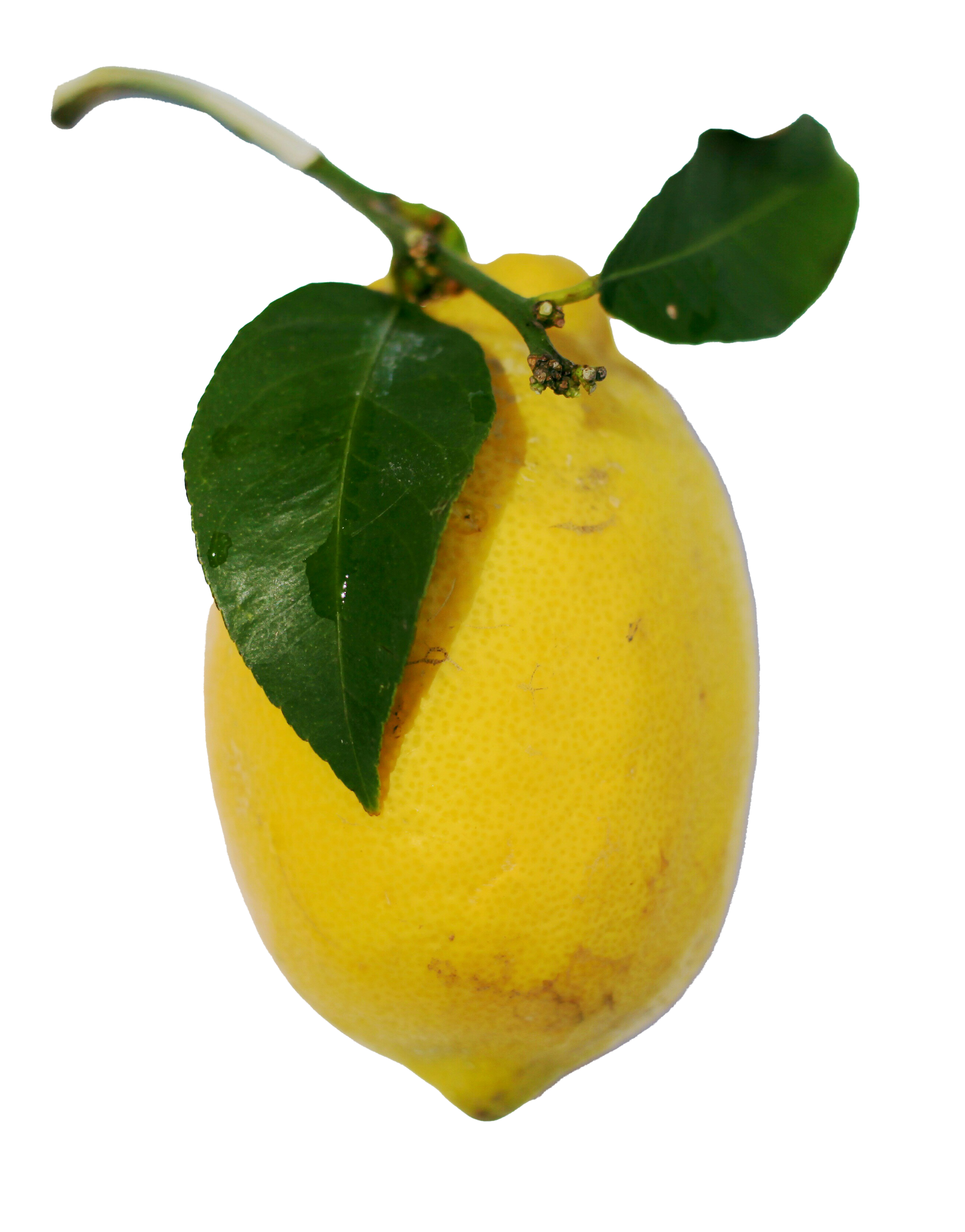 Lemon