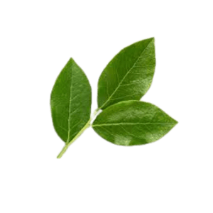 Bay Leaf