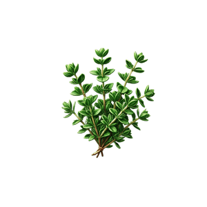 Thyme